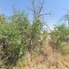 Mobile Home for Sale: 3 Bed 2 Bath 1979 Mobile Home