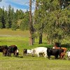Mobile Home for Sale: Rancher, Manufactured On Land - Chattaroy, WA, Chattaroy, WA