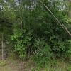 Mobile Home for Sale: Mobile Home