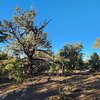 Photo of Mobile Home Lot
