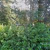 Mobile Home for Sale: 3 Bed 2 Bath 1969 Mobile Home