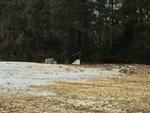 Photo of Mobile Home Lot