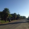 Palm Tree lined street