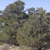 Mobile Home Lot for Sale: Residential/Mobile - Williams, AZ, Williams, AZ