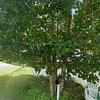 Mobile Home for Sale: 2 Bed 1 Bath 1970 Mobile Home