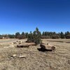 Mobile Home for Sale: Modular w/ Acreage - Las Vegas, NM, Las Vegas, NM