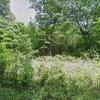 Mobile Home for Sale: Mobile Home