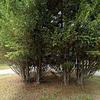 Mobile Home for Sale: 1995 Mobile Home